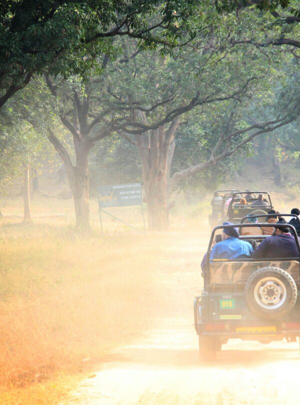 Bandhavgarh National Park