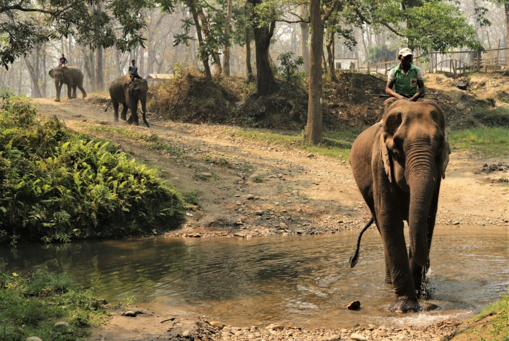 CHITWAN WILDLIFE SAFARI