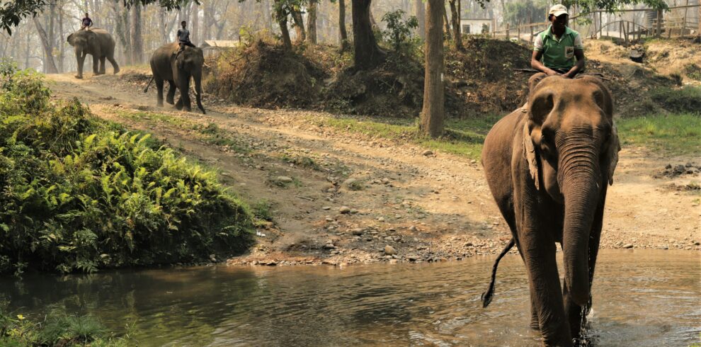 CHITWAN WILDLIFE SAFARI