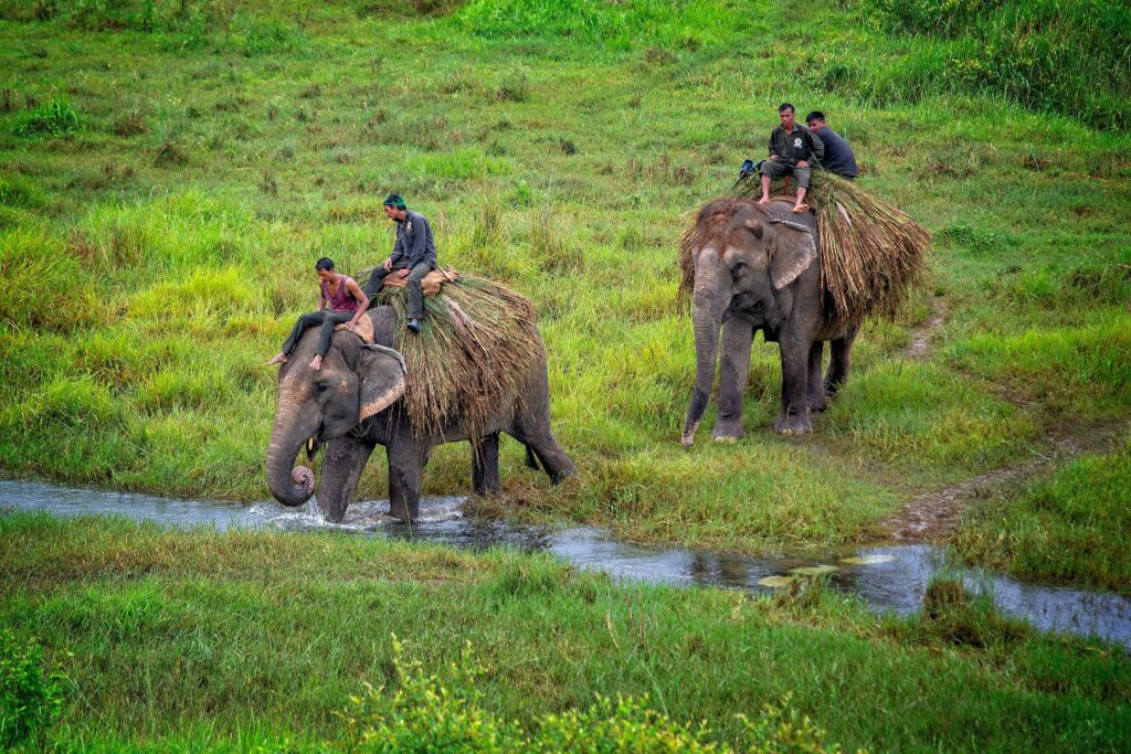 chitwan wildlife safari