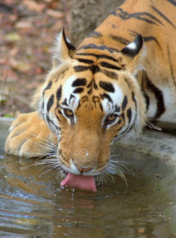 Kanha National Park