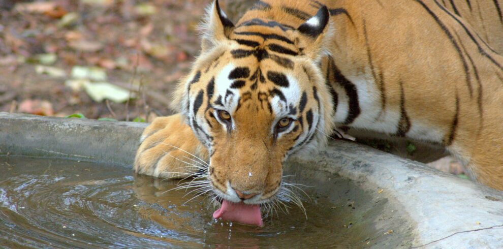 Kanha National Park