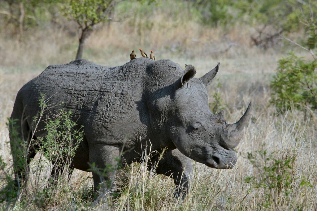 Kaziranga National Park