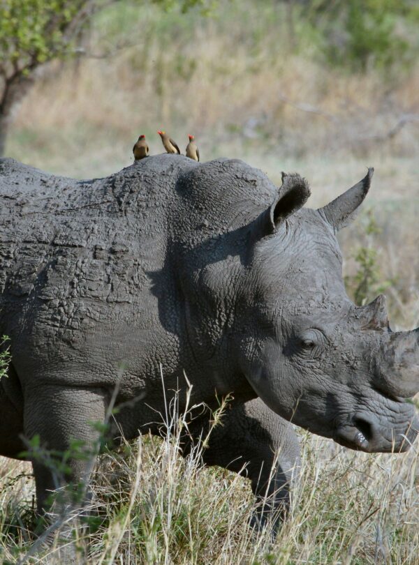 Kaziranga National Park