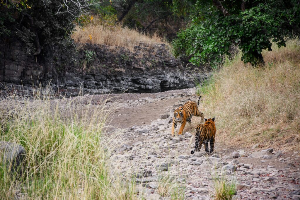 Ranthambore