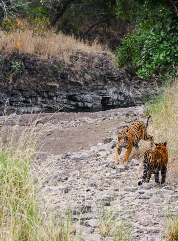 Ranthambore