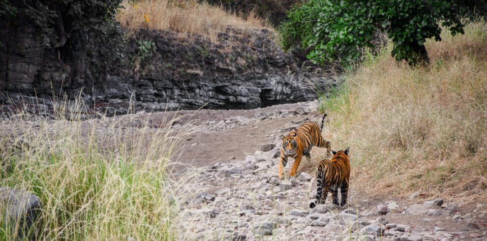 Ranthambore